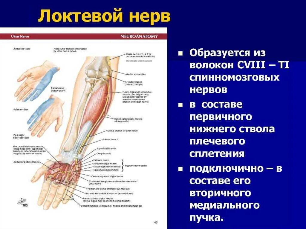 Невропатия локтевого нерва лечение. Невропатия локтевого нерва туннельный синдром. Локтевой нерв иннервация мышц. Локтевой нерв иннервирует мышцы кисти. Лучевой нерв в локтевом суставе.