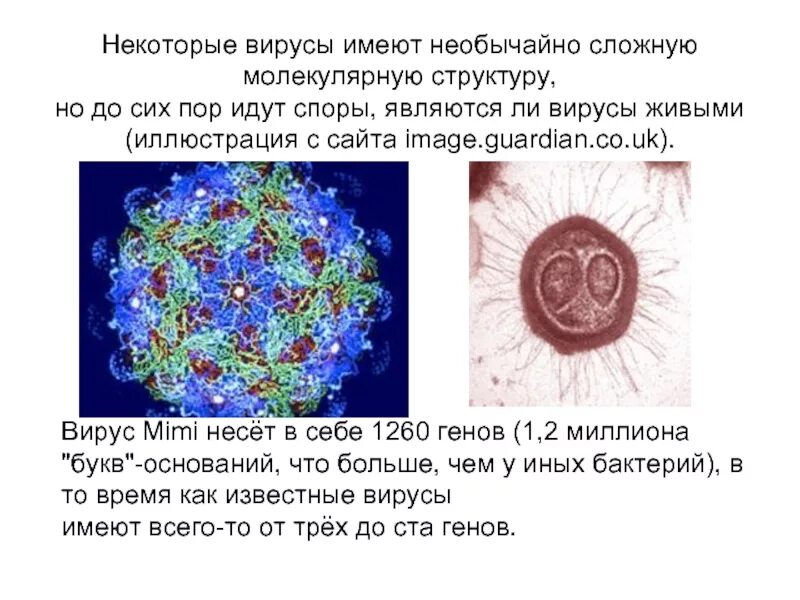 Вирусы способны к самостоятельному обмену. Вирусы образуют споры. Образуют ли вирусы споры. Вирусы в неблагоприятных условиях образуют споры. Молекулярная структура вируса.