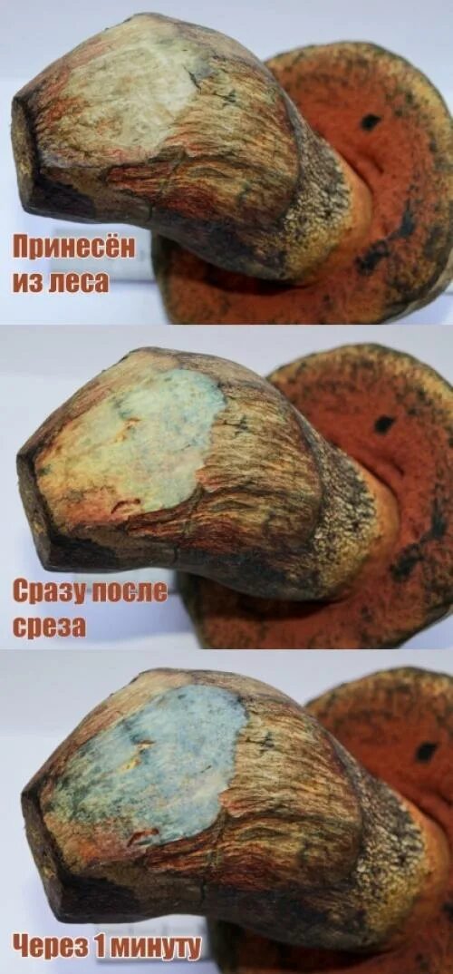 Подосиновик темнеет
