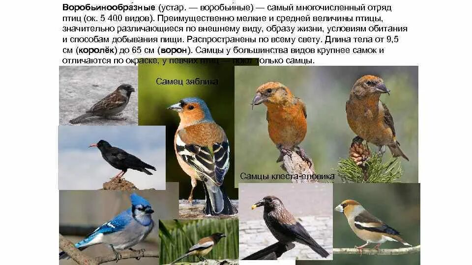 Самый многочисленный отряд. Самый многочисленный отряд птиц. воробьинообразные птицы представители. экологическая группа воробьинообразных. отряд птиц воробьинообразные в тропиках.