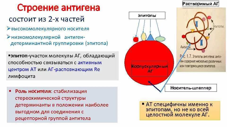 Носитель антигена