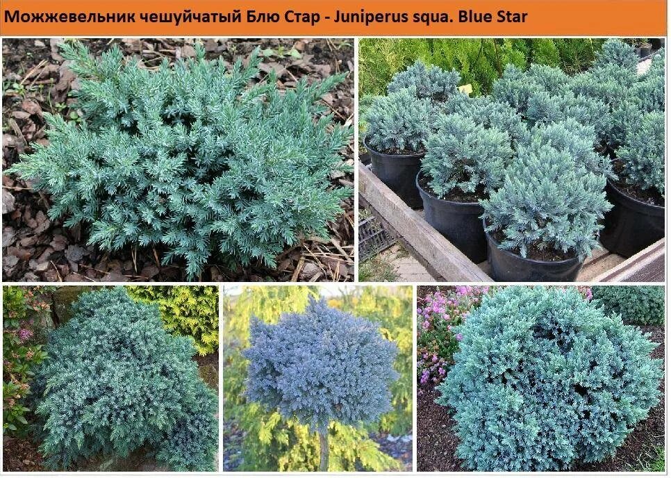 Описание блю стар. Описание блю стар. Можжевельник blue star. Можжевельник скуамата блю. Можжевельник чешуйчатый блю стар.