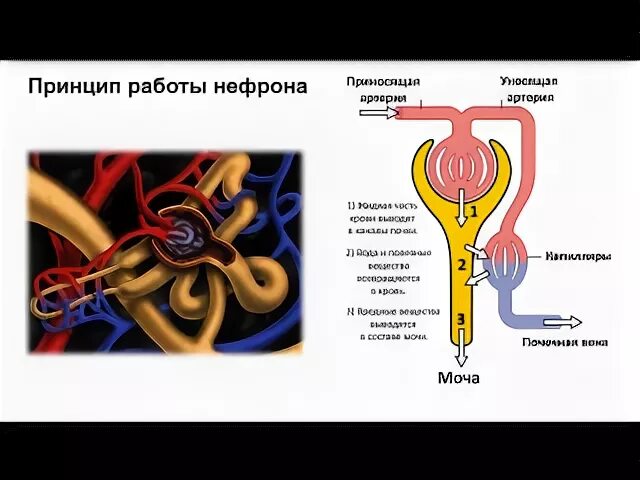 Мочевыделительная система строение нефрона. Выделительная система ЕГЭ. Строение выделительной системы человека ЕГЭ. Выделительная система почки ЕГЭ.