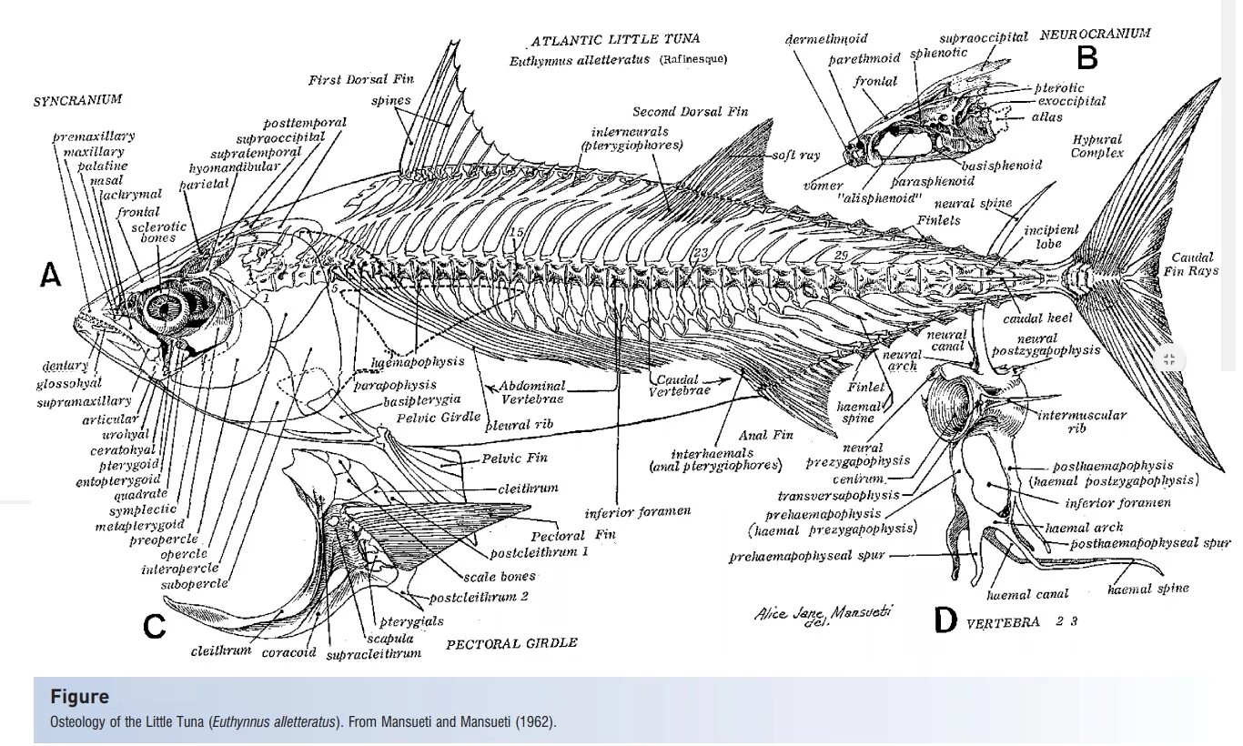 Скелет лосося строение. Внутреннее строение костной рыбы скелет. Строение скелета костистой рыбы. Скелет костистой рыбы с подписями.