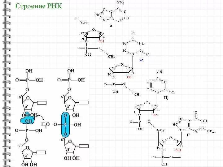 Схема структуры РНК. Первичная структура РНК рисунок. Схема строения РНК. Рибонуклеиновая кислота строение.