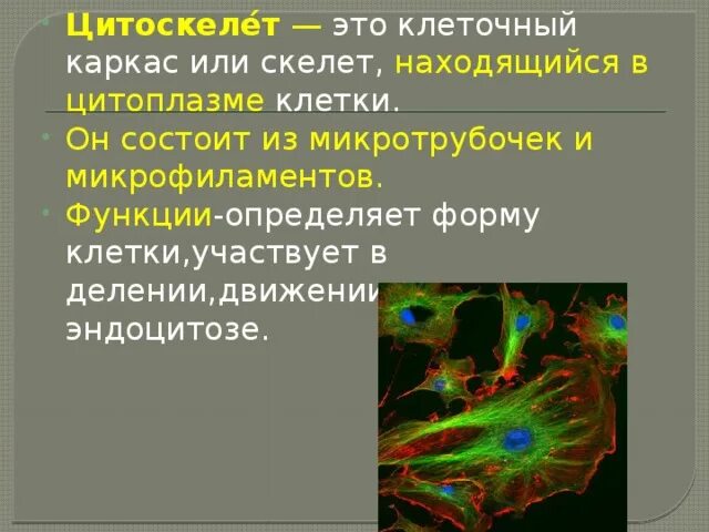 Цитоскелет клетки. Цитоскелет состоит из:цитоскелет состоит из. Клеточный центр образует цитоскелет. Функции цитоскелета эукариот. Цитоскелет клетки какой органоид