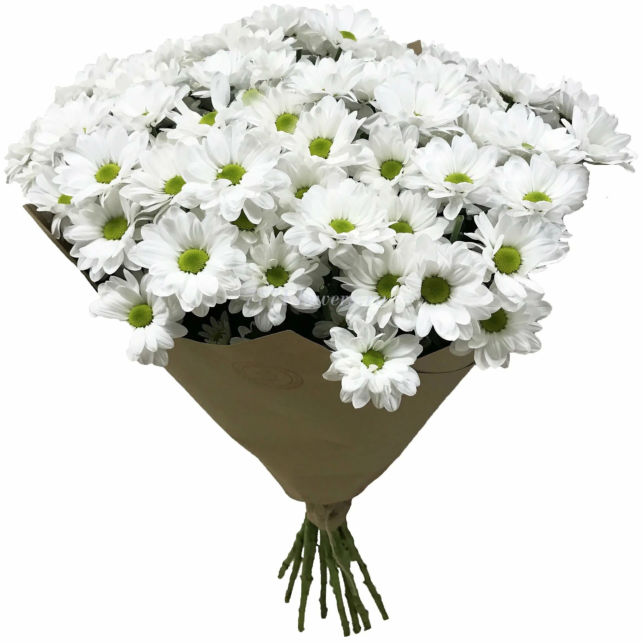 хризантема кустовая бакарди букет. букет хризантемы сантини 101 штук. белая хризантема балтика. как выглядит букет хризантем. хризантемы белые кустовые букет.