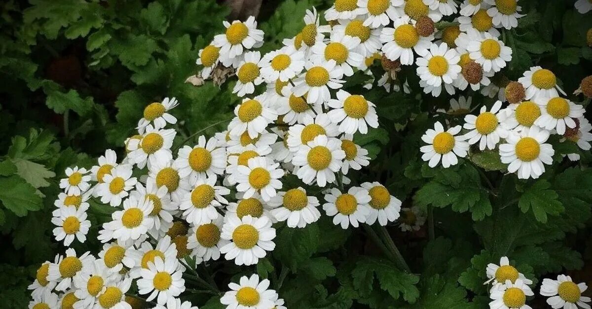 Матрикария пиретрум девичий. Пиретрум девичий ромашка. Матрикария пиретрум. Пиретрум девичий голден мосс. Хризантема девичья пиретрум.