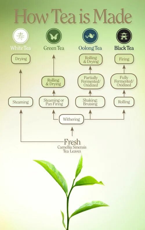 How was make. Is tea. tea how made. tea process. art of tea дескрипторы чая.