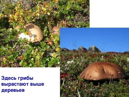 В тундре растут деревья