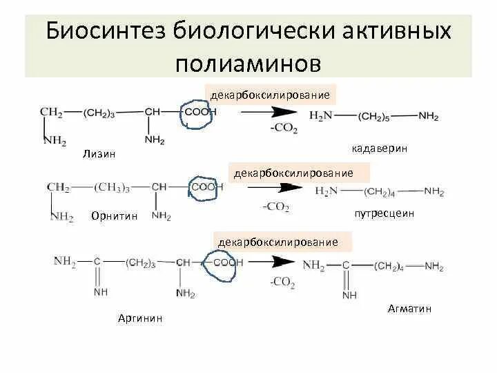 Биосинтез пао. Синтез полиаминов из аргинина. Декарбоксилирование орнитина. Декарбоксилирование аргинина реакция. Лизин декарбоксилирование.