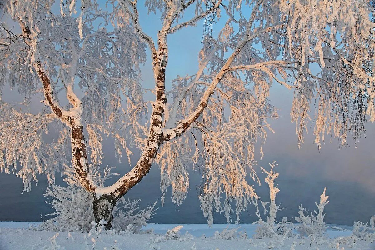 День зимних деревьев