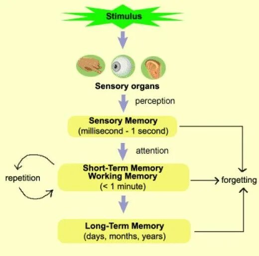 Short memory. Long term Memory working Memory. Mechanism of short term Memory. Short term Memory. Long short term Memory.