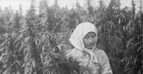 Поставь лен