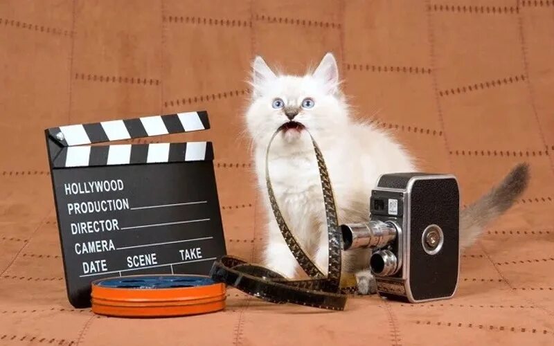 Кот режиссер. Кинокот. кот режиссер прикол. коты в киноиндустрии.