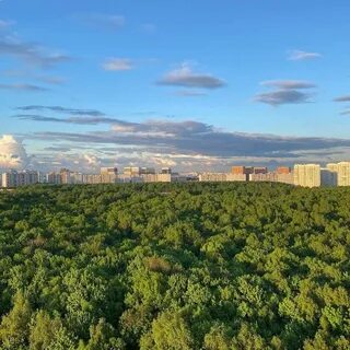 Северное города одинцово раскинулся подушкинский лес