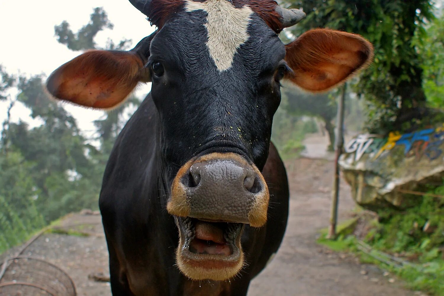 довольная корова. корова удивилась. корова мычит. коровы удивлены. прикольная корова.