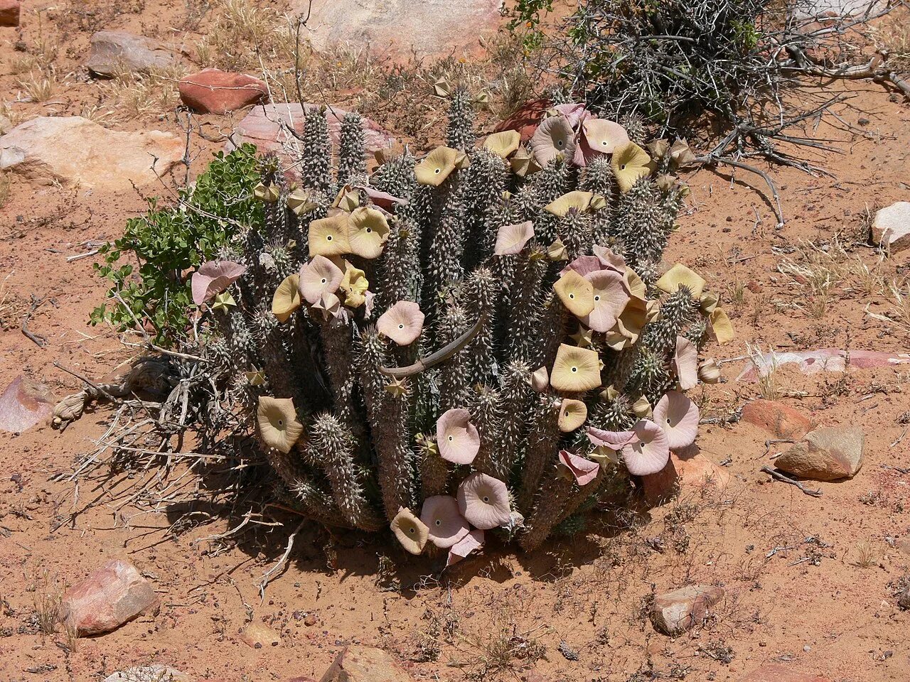 Hoodia gordonii. Экстракт худии гордонии. Клаудиа диоп. Хулио диоп. Худия диоп.