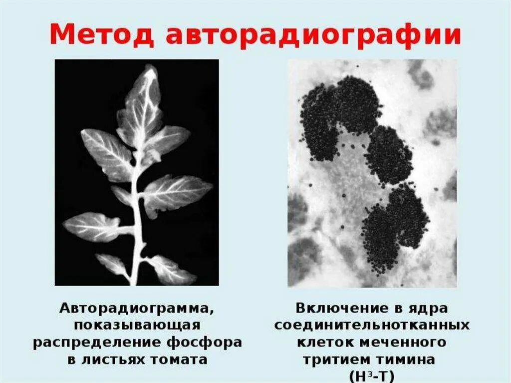 Авторадиография метод меченых атомов. Авторадиография (радиоавтография). Метод меченых атомов в цитологии. Метод авторадиографии в цитологии. Радиоактивный изотоп фосфора