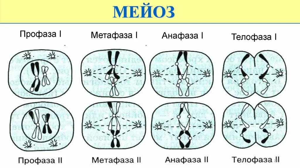 Мейоз анафаза 2 набор хромосом. Метафаза анафаза телофаза таблица. Профаза метафаза анафаза телофаза т. Профаза метафаза анафаза телофаза рисунок. Мейоз профаза метафаза анафаза телофаза таблица.