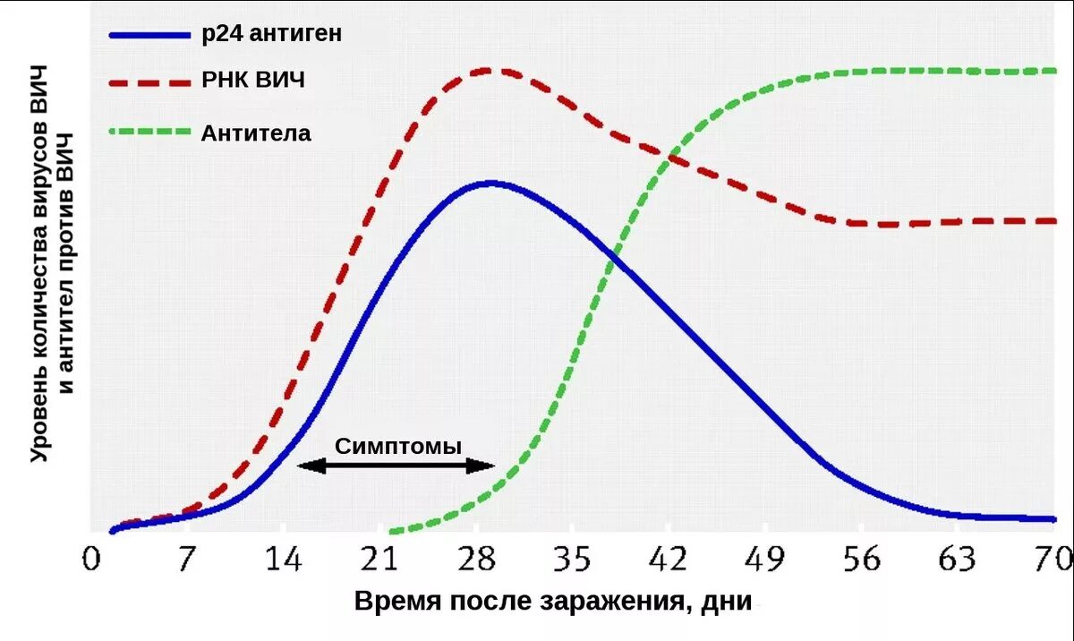 Динамика маркеров ВИЧ-инфекции. Период появление антигена ВИЧ. ИФА тест на ВИЧ 4 поколения. P24 антиген ВИЧ. Тест ифа 4