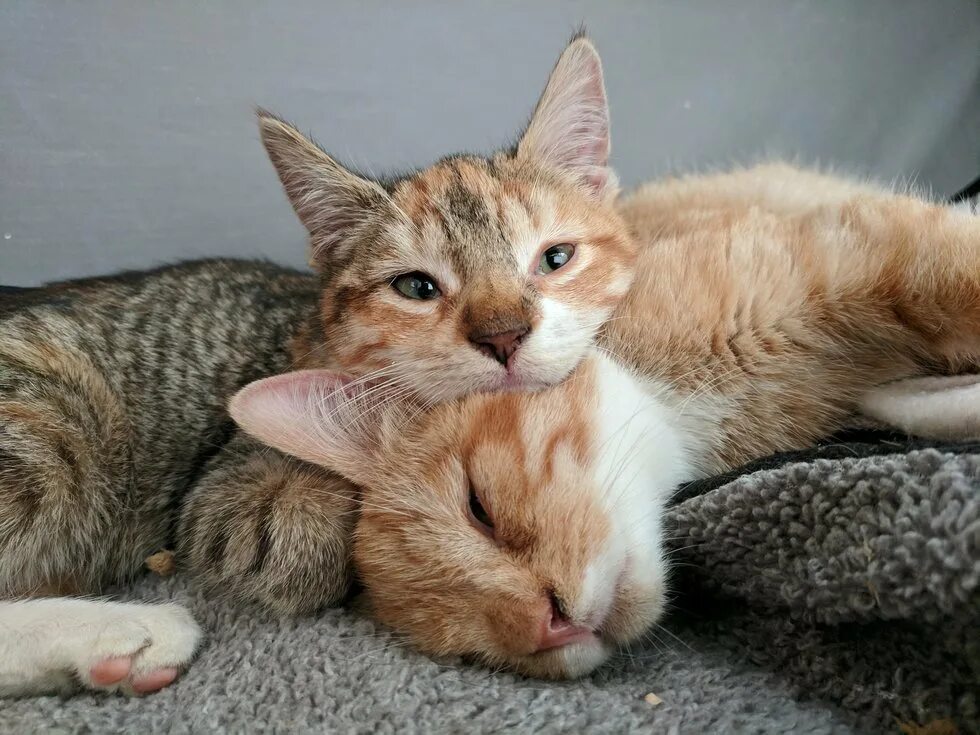 Котики братья. Два кота брата. Два кота братана. Кошка брата мам