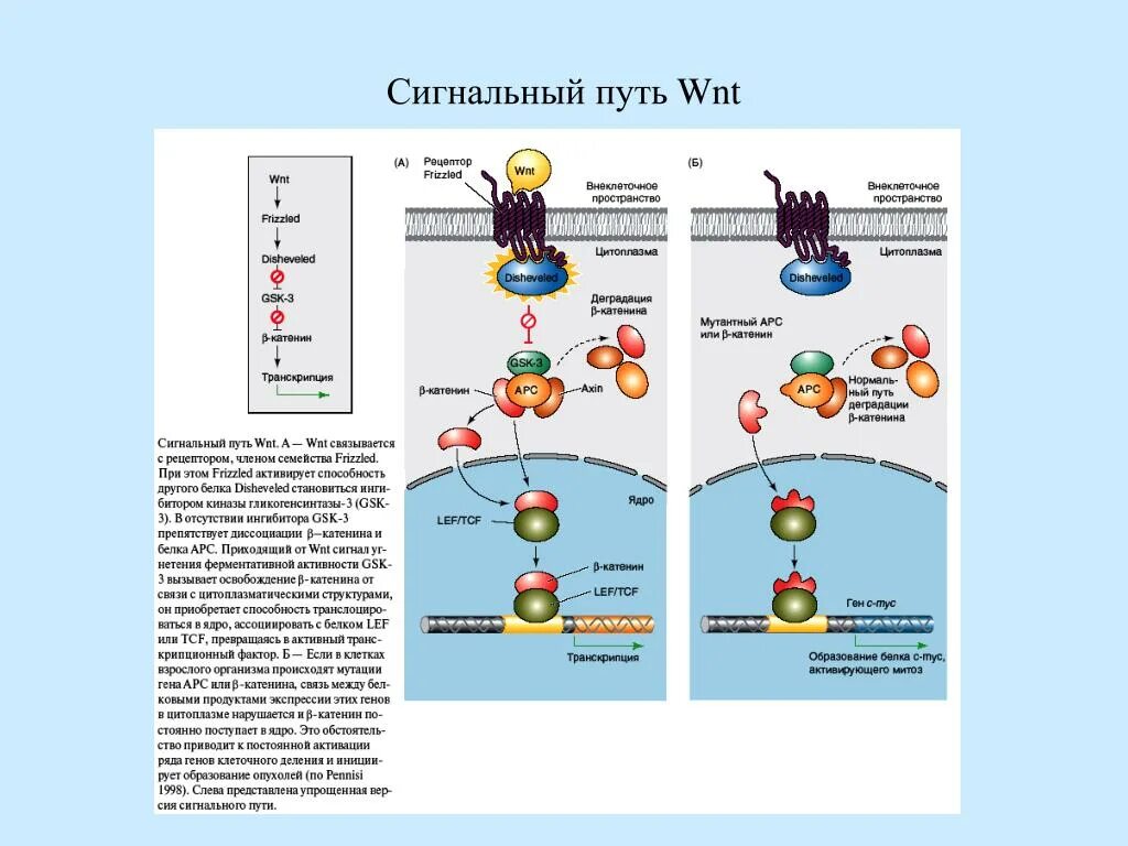 Сигнальный фактор это. WNT сигнальный путь. Канонический WNT-сигнальный путь. WNT/Β-Катенина. Сигнальный путь WNT лиганд.