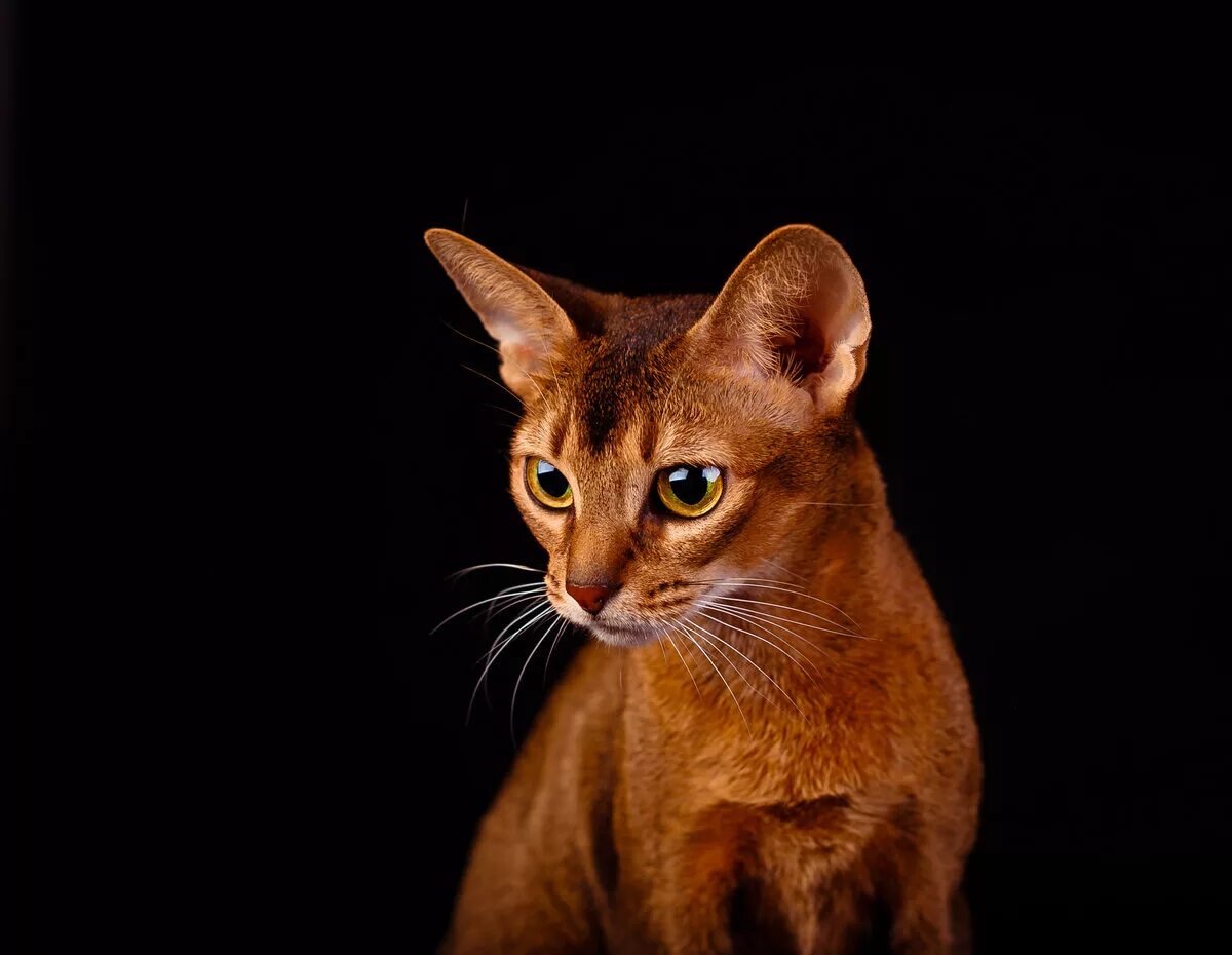 Фотографии абиссинскую породу. Абиссинская кошка. Абиссинец Абиссинская кошка. Египетская порода кошек Абиссинская. Кошка Египетская абиссинец.