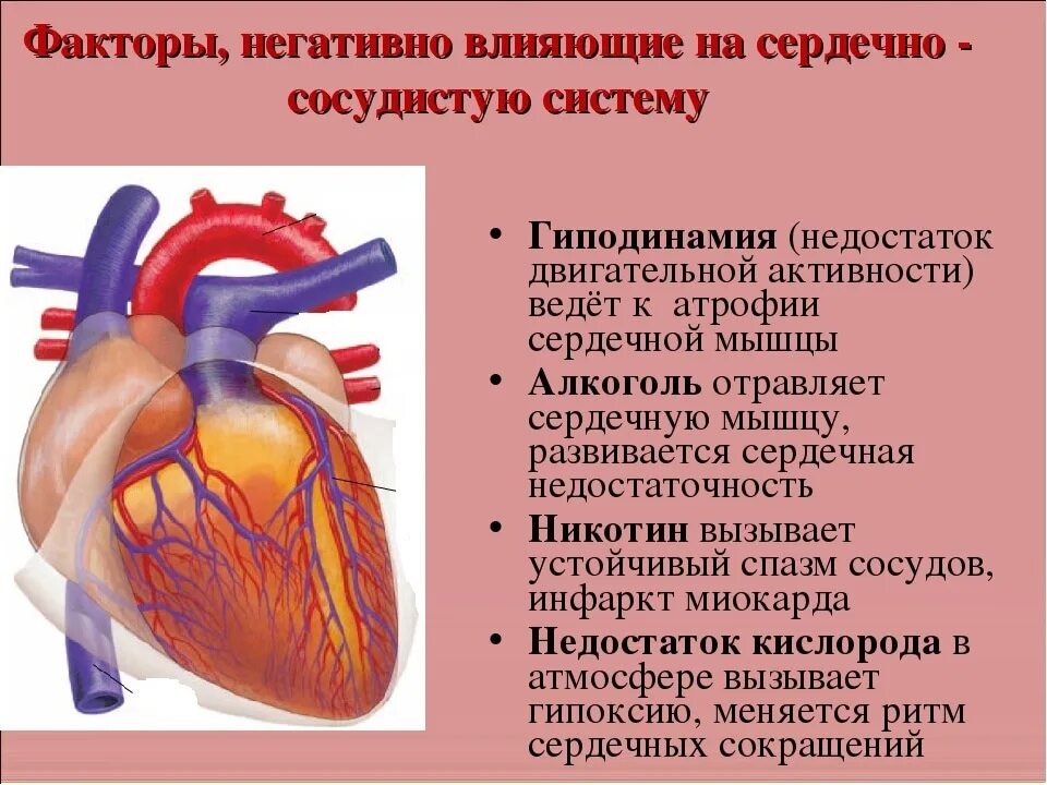 Сердечные болезни. Заболевания сердечно-сосудистой системы. Факторы негативно влияющие на сердечно-сосудистую систему. Презентация на тему заболевания сердца и сосудов. Болезни сердечной системы.