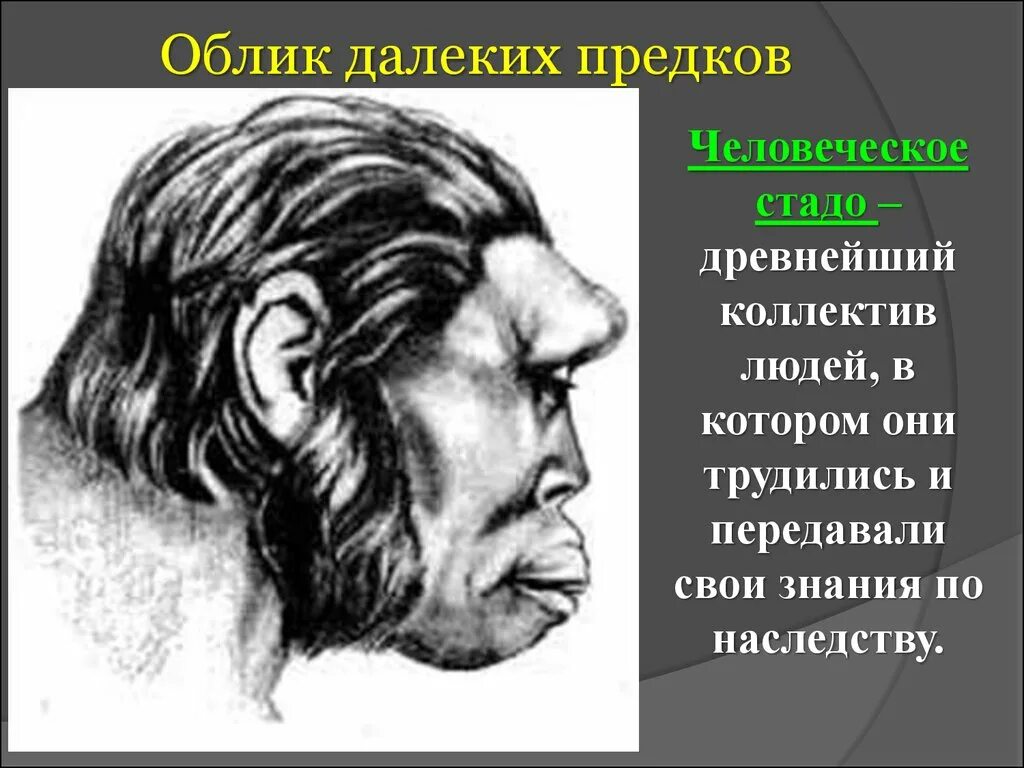 Далекими предками человека были. Облик далеких предков. Облик древнего человека. Человеческое стадо. Древнейший коллектив людей.