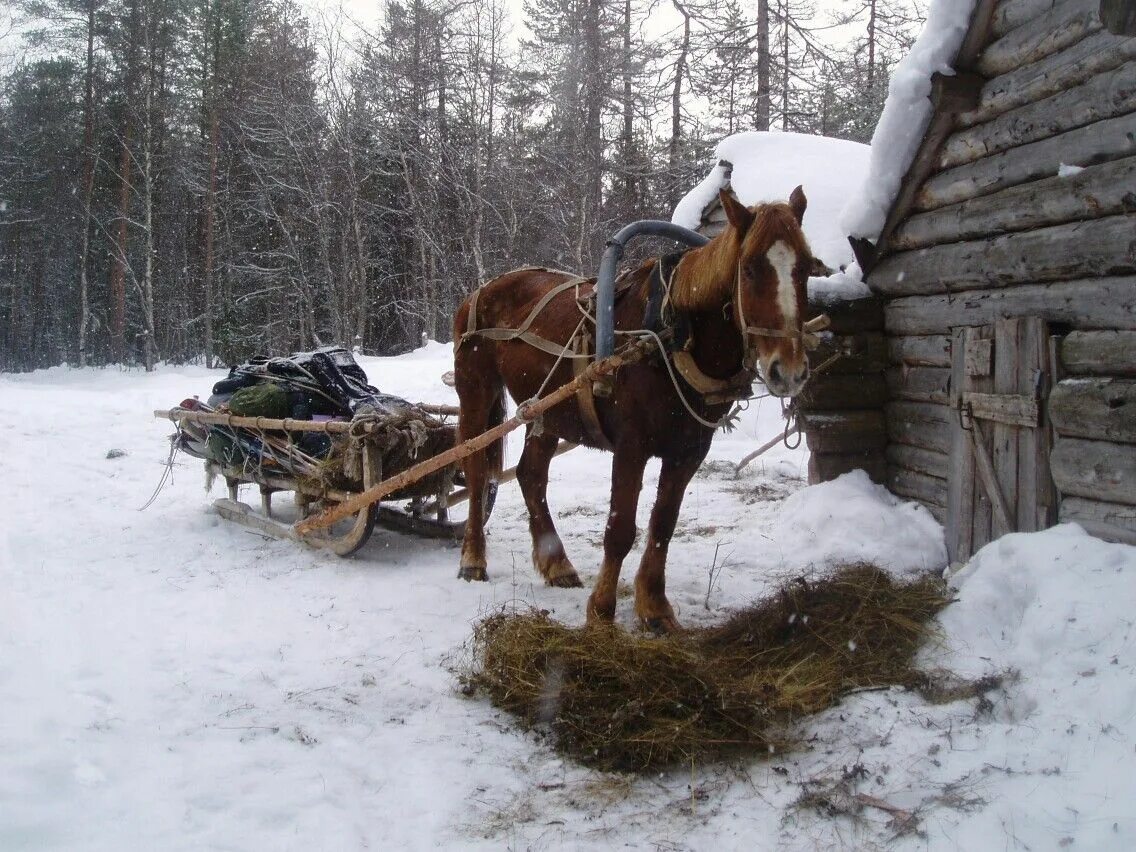 Лошадь с санями. Лошадь в санях. Лошади в деревне. Лошадь с санями зимой.