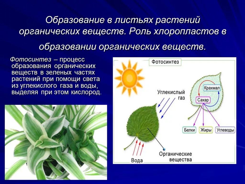 Процесс образования растениями органических веществ