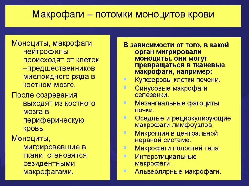 Система макрофагов. Виды макрофагов. Характеристика фагоцитов. Классификация фагоцитов. Макрофаги классификация.