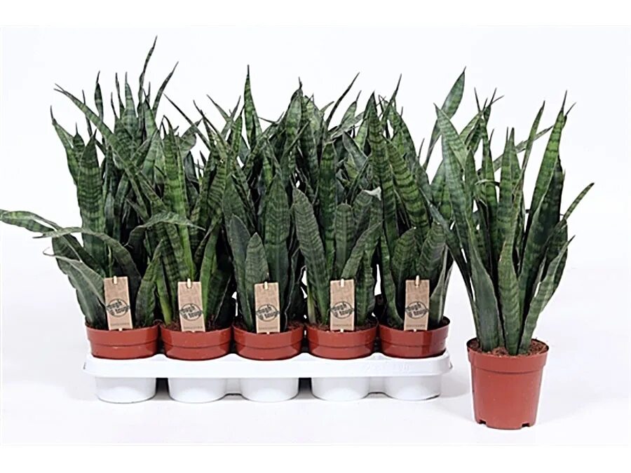 сансиеверия кики френд. Sansevieria kirkii friends. сансевиерия craigii. сансевьера парва. сансевиерия френдс.