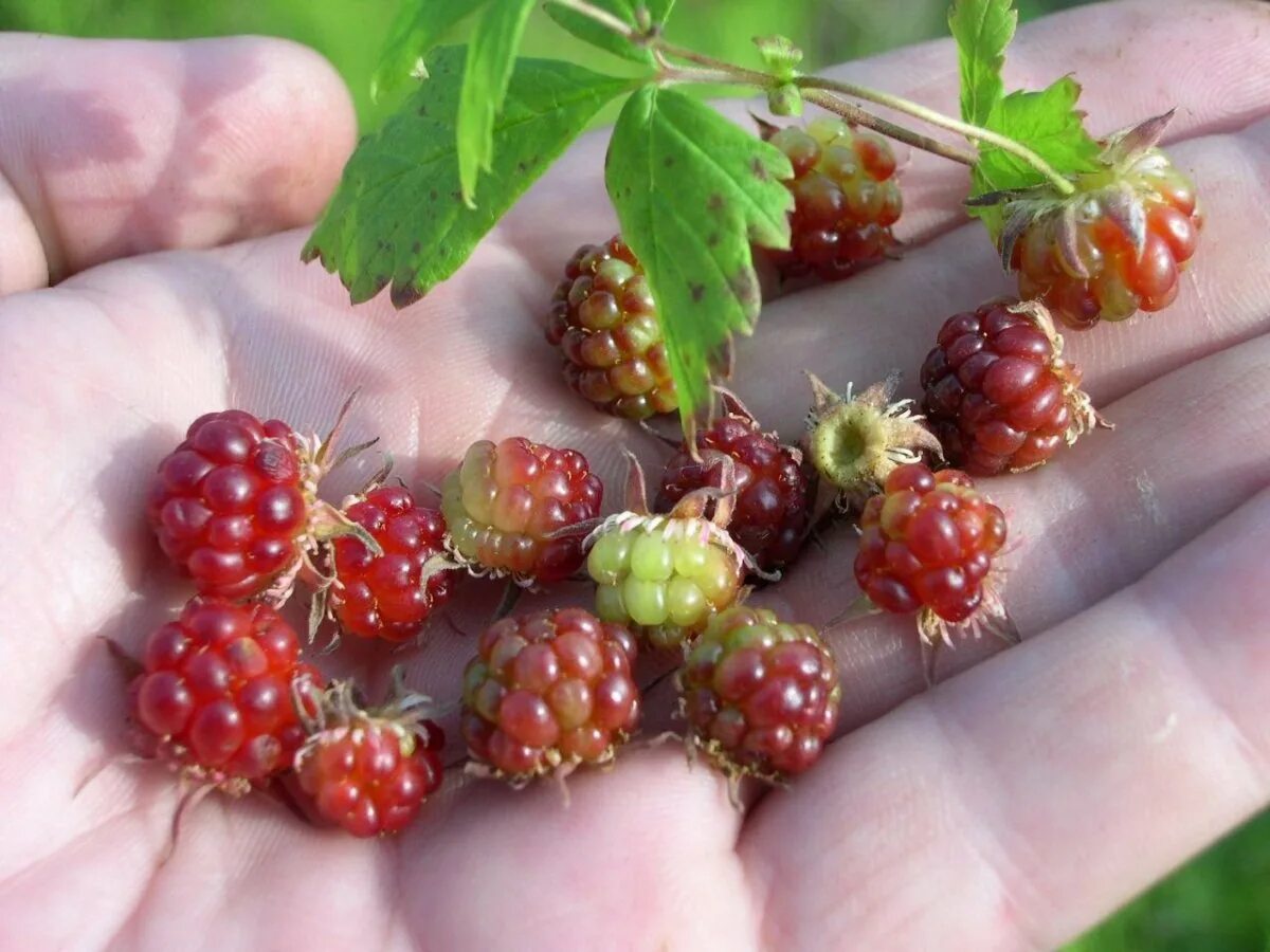 малина арктическая княженика. где ягодка. поляника княженика. поляника княженика. поляника княженика.