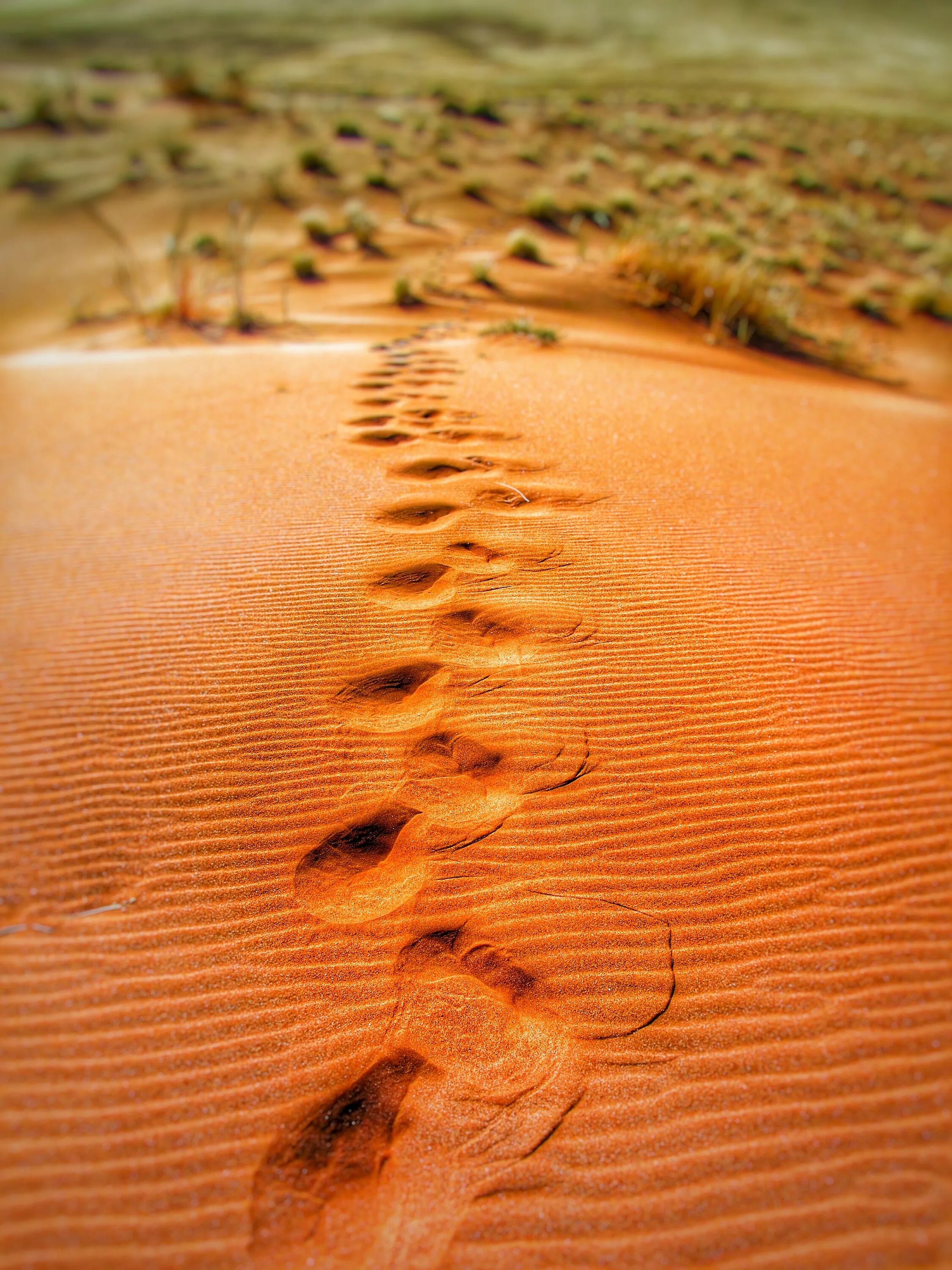 Следы на песке слушать. Дюны тукуланы. Следы на песке. Следы в пустыне. Следы на песке в пустыне.