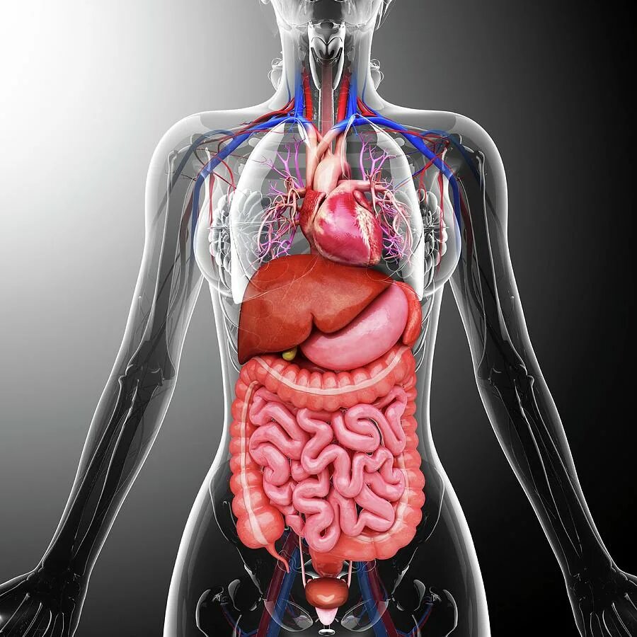 Internal organs. Картинки на телефон органы. Органы обои на телефон. Human Internal Organs artwork illustration.
