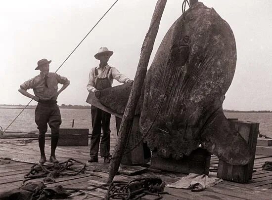 Рыба Горбун. Рыба Луна 1910 год. Рабы Луна.