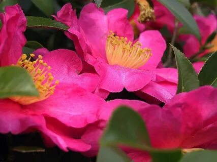 Flowers coming