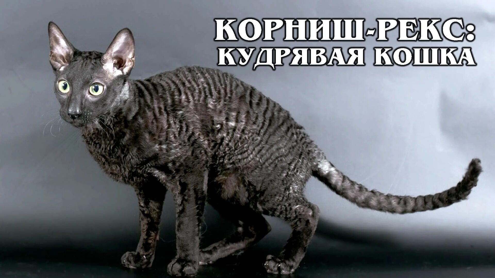 Корниш рекс: история, стандарты, характер, содержание ЗооПассаж Дзен