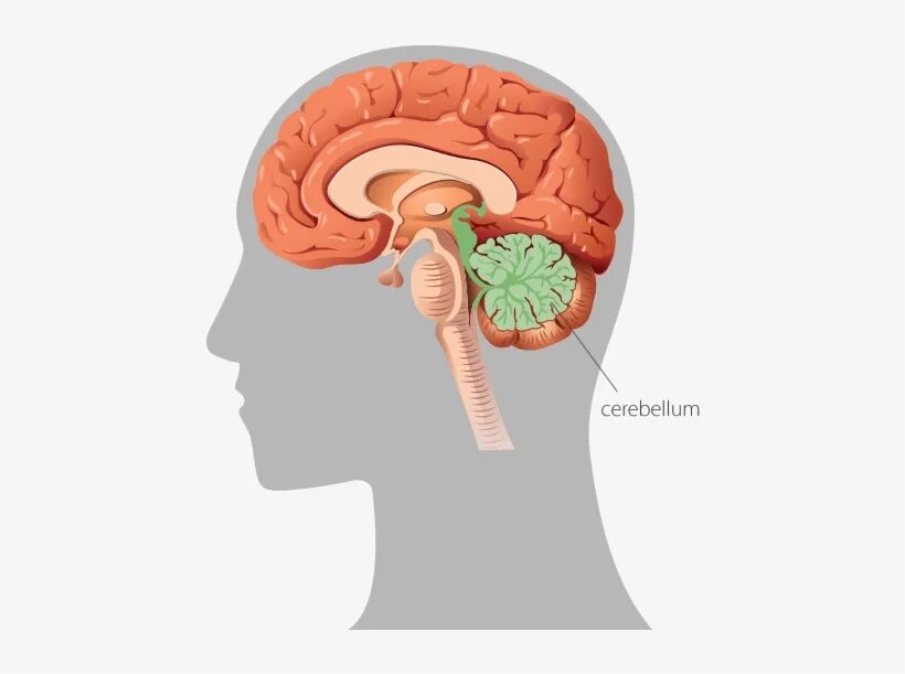 Brain sense. Мозг в профиль. Головной мозг в профиль. Мозг символ. Изображение мозга в профиль.