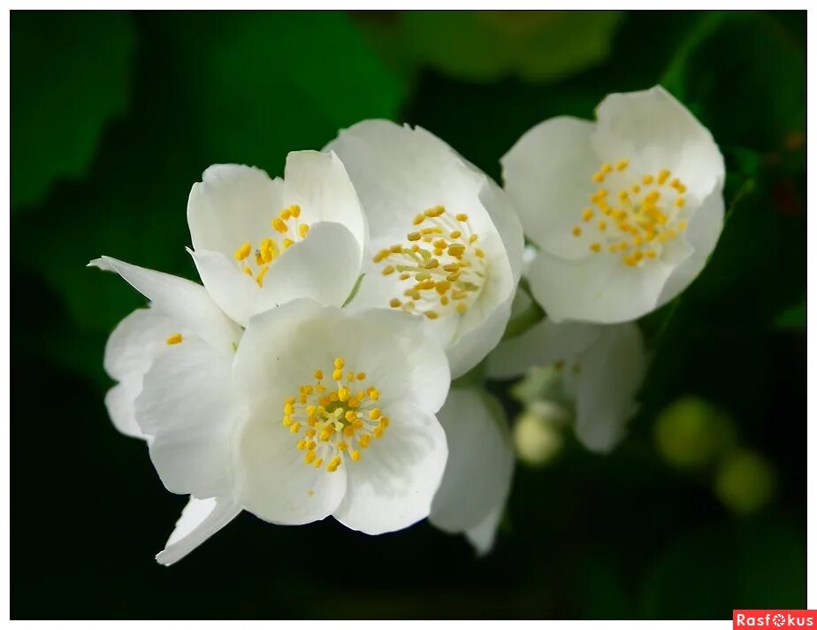 чубушник silberregen. цветение жасмина. жасмин кустарник цветение. жасмин отцвел. чубушник ягоды.