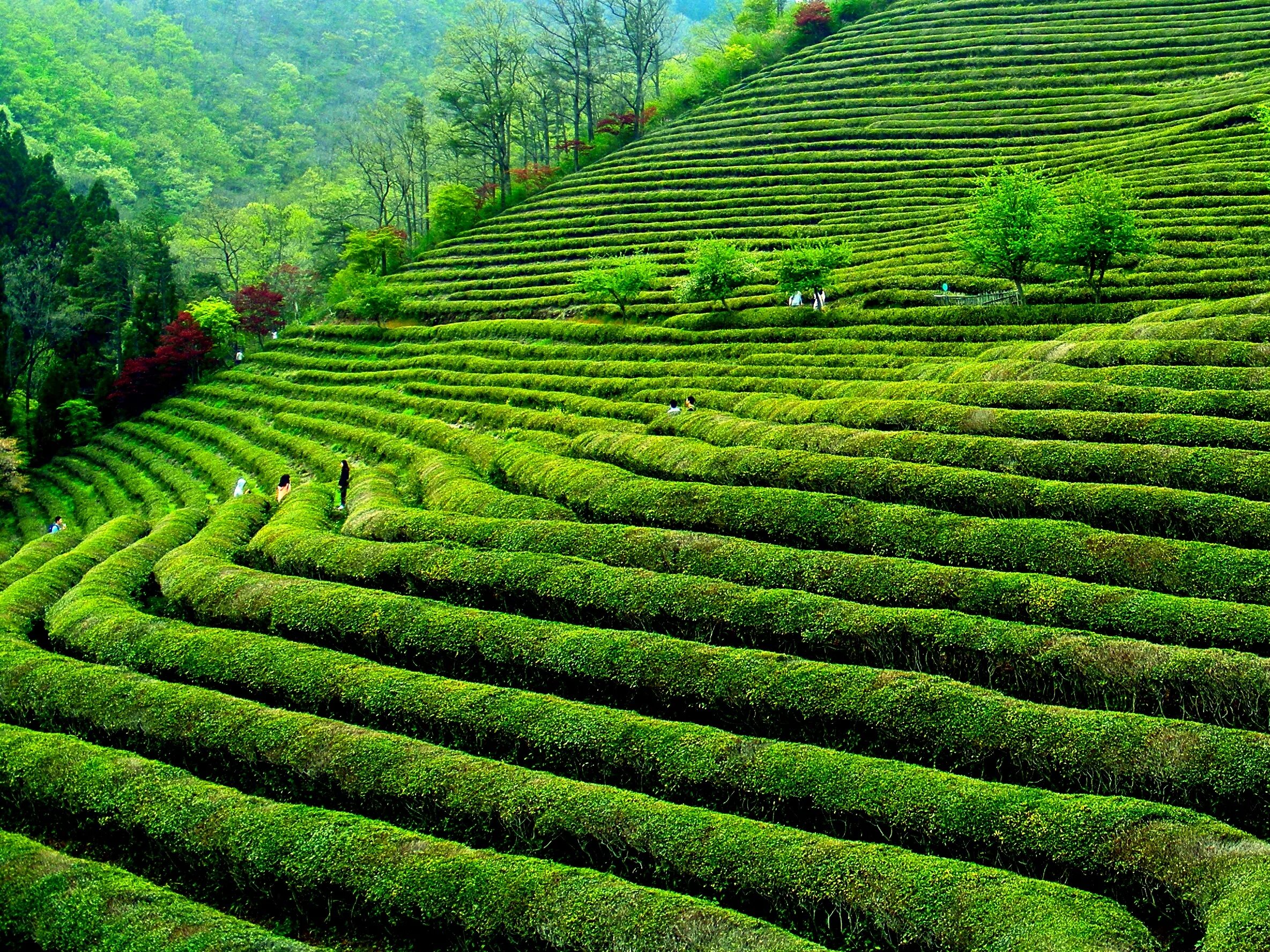 Виды плантаций. Индия Дарджилинг чайные плантации. Префектура Сидзуока чайная плантация. Дарджилинг плантация чая. Шри Ланка чайные плантации.