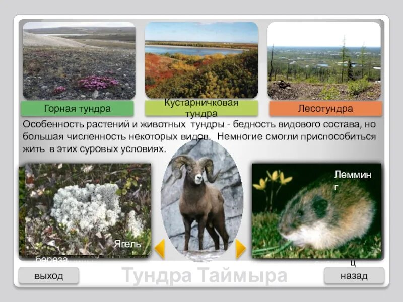 Тундра растительный и животный мир почвы. Растительный мир тундры и лесотундры. Растения и животные лесотундры в России. Тундра и лесотундра растения и животные. Животные тундры и лесотундры и тайги