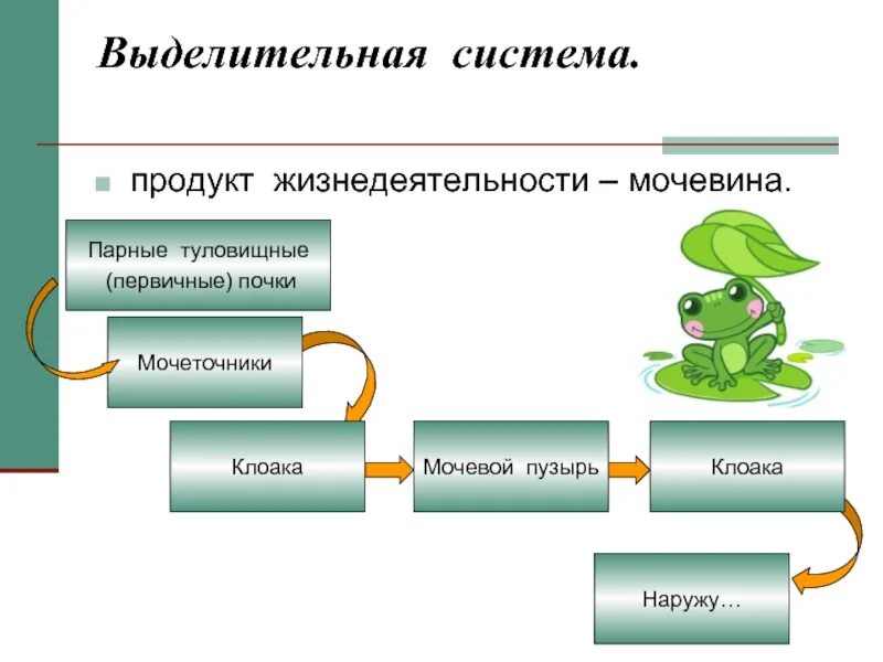 Мочеточник у земноводных. Земноводные выделительная система. Земноводные строение выделительной системы. Выделительная система земноводных. Выделительная система система земноводных.