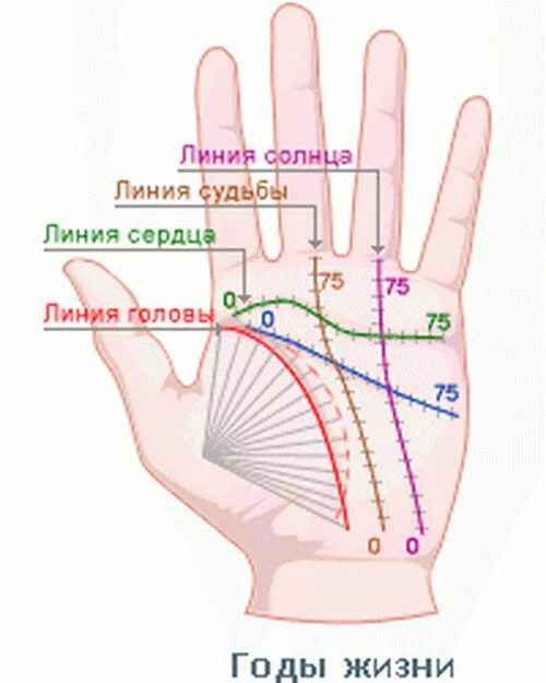 Определить человека по руке