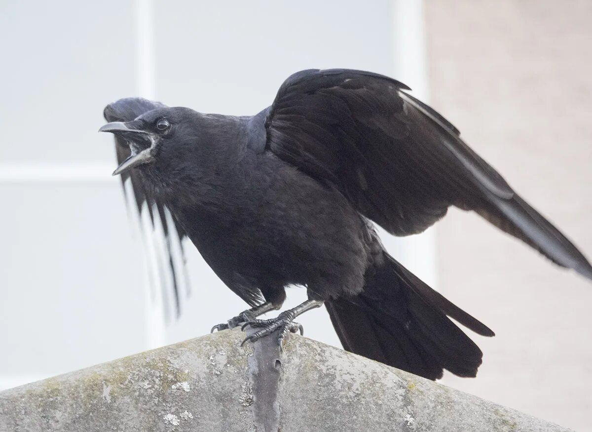 Crow get. Angry crow. crow chris. bad crow москва. angry crow pin.