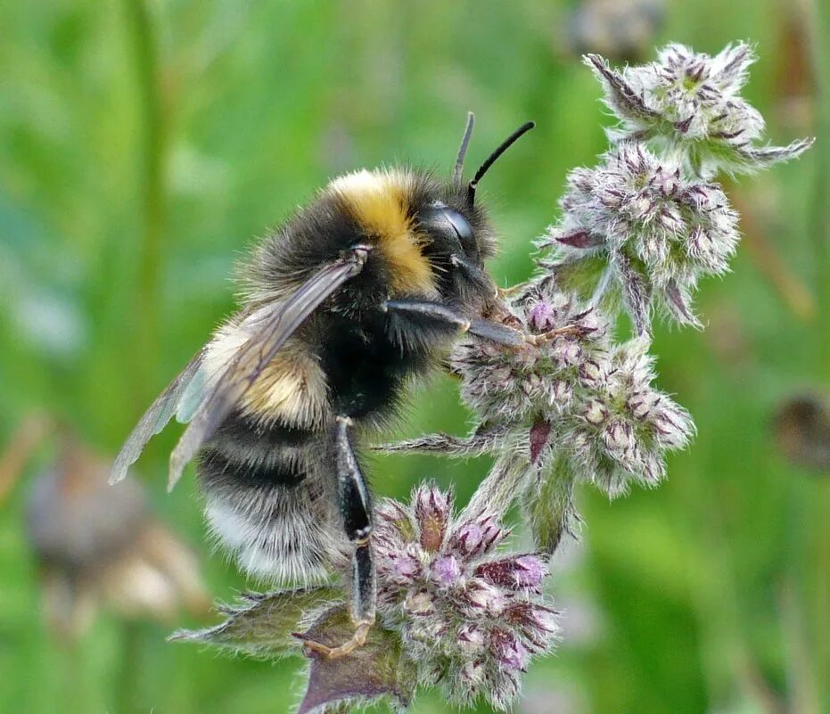 мохнатый шмель на душистый хмель текст. мохнатый шмель. Bombus soroensis. мохнатый на душистом хмеле. мохнатый на душистом хмеле.
