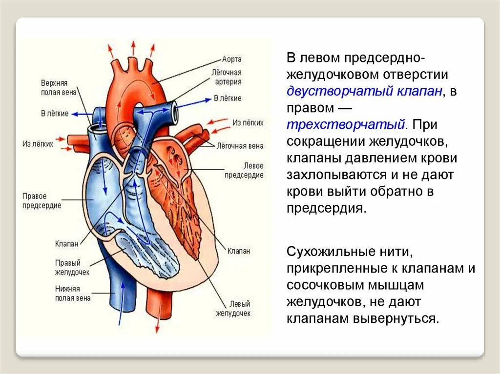 В правое предсердие открывается. Клапан правого предсердно-желудочкового отверстия. Левый предсердно-желудочковый клапан. Клапан левого предсердно желудочкового отверстия. Клапаны сердца правый предсердно желудочковый клапан.