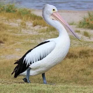 Птица 7 букв сканворд